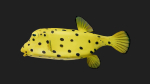 Boxfish