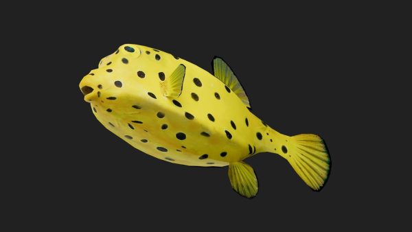 Boxfish