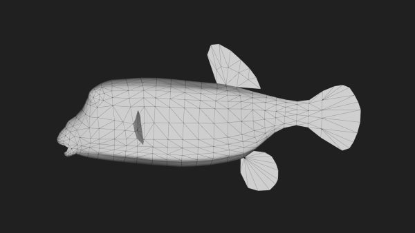 Boxfish