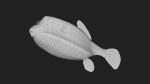 Boxfish