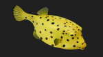 Boxfish