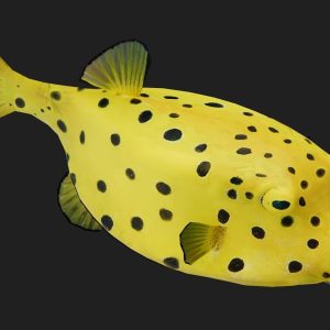 Boxfish