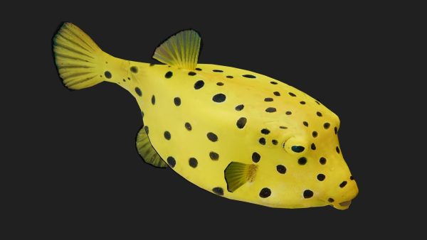 Boxfish
