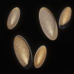 Bra Petal from MM Lampadari