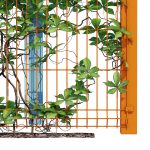 Ivy wall eight