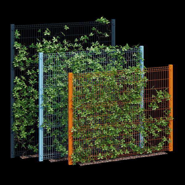 Ivy wall eight