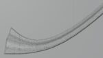 Khora sword with Falchion handle