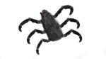 Sci-Fi Spider Animated
