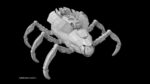 Sci-Fi Spider Animated