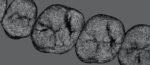 Upper and lower jaw teeth anatomy