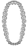 Upper and lower jaw teeth anatomy