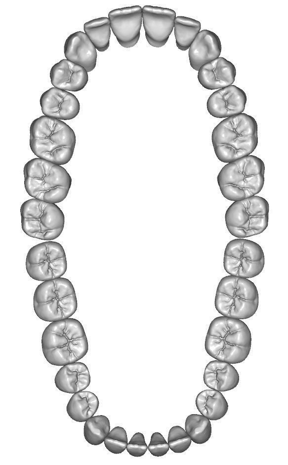 Upper and lower jaw teeth anatomy