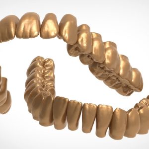 Upper and lower jaw teeth anatomy