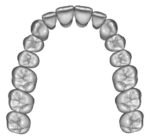 Upper and lower jaw teeth anatomy