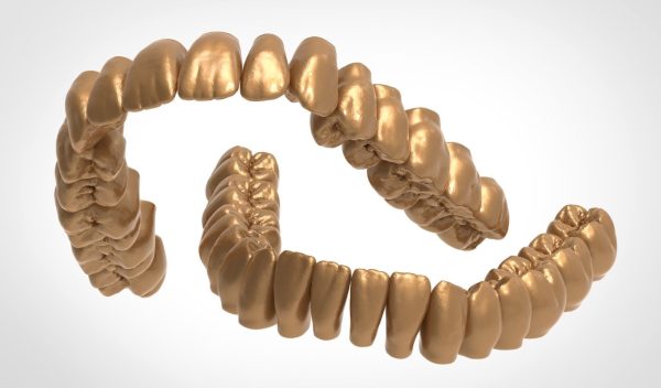 Upper and lower jaw teeth anatomy