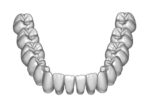 Upper and lower jaw teeth anatomy