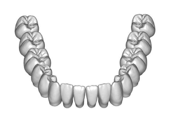 Upper and lower jaw teeth anatomy