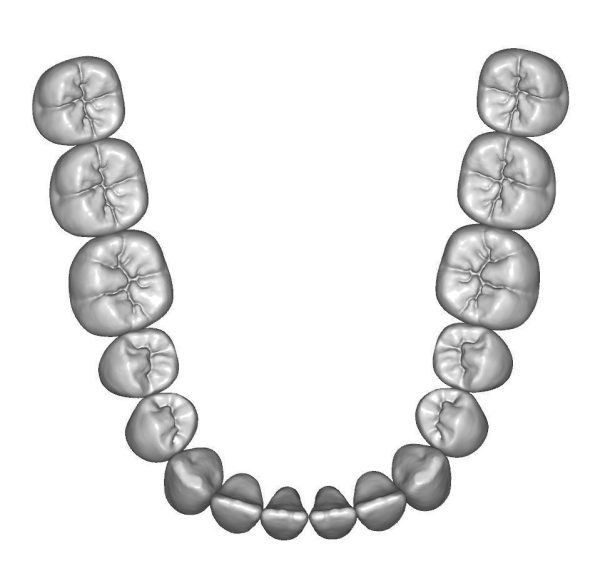 Upper and lower jaw teeth anatomy
