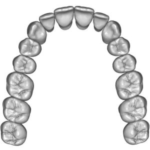 upper-jaw-teeth-anatomy-3d-model-stl